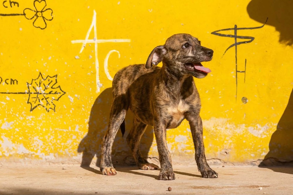Axel