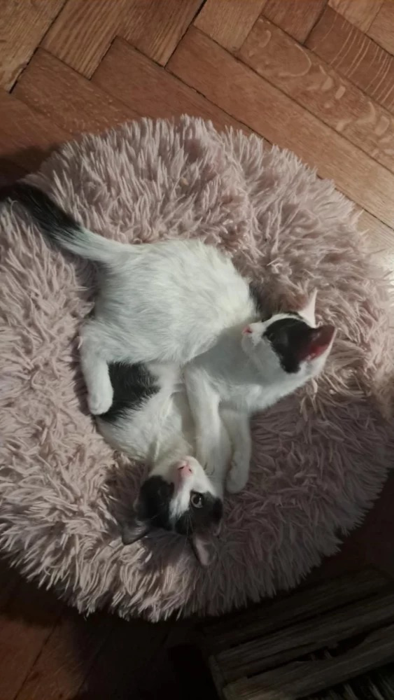 Dennis and Choupa