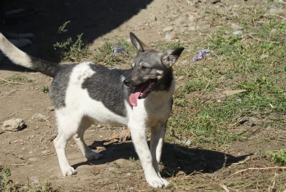 Heidi