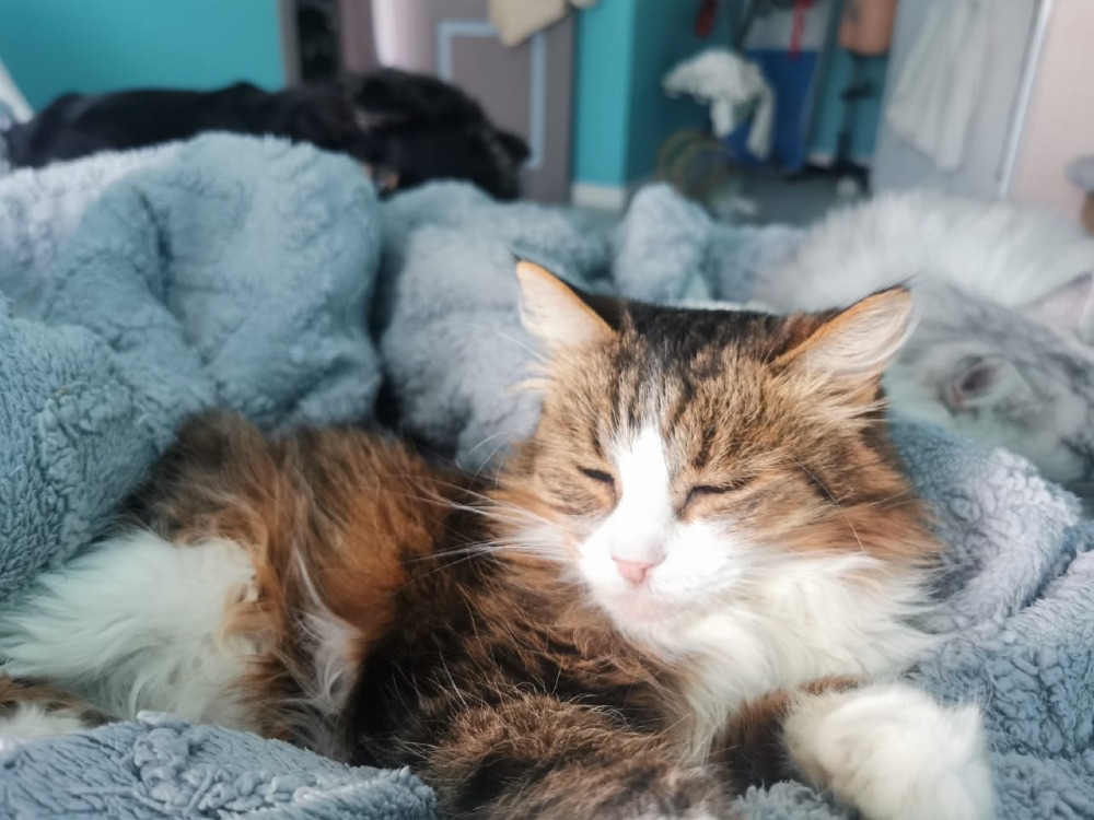 Maya
