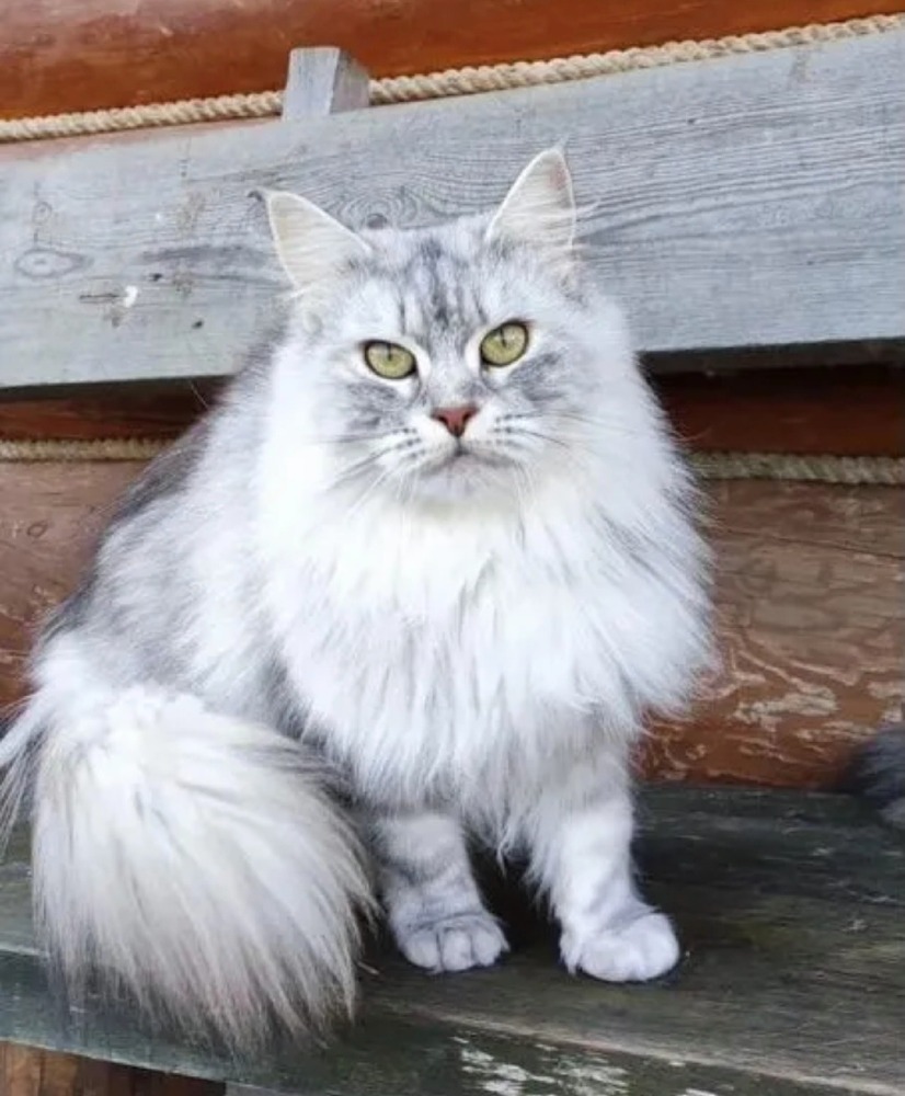 Silviy