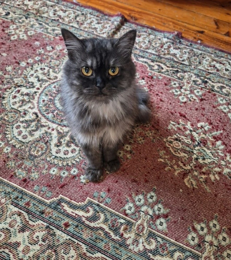 Mocha