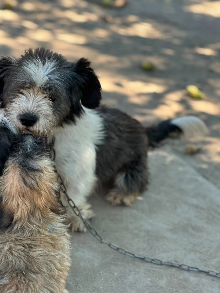 Paco