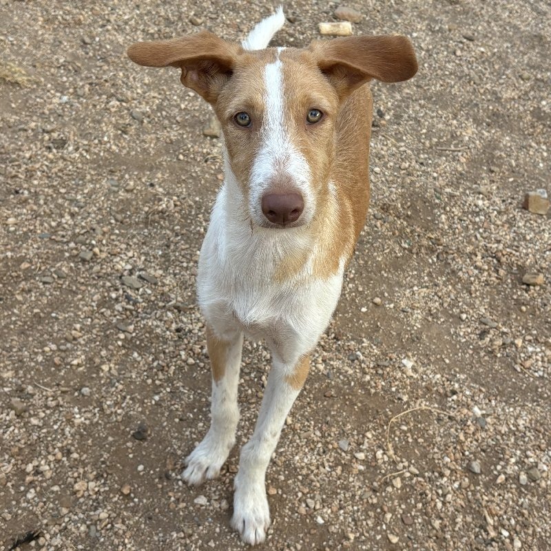 Rufus