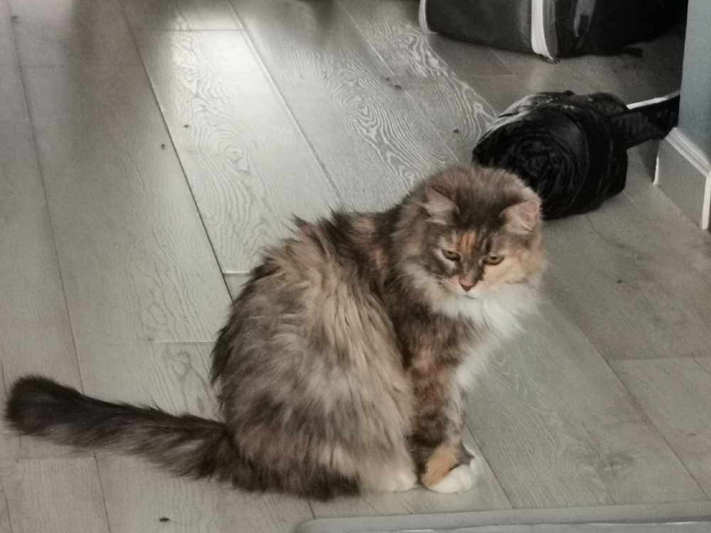 Sophie