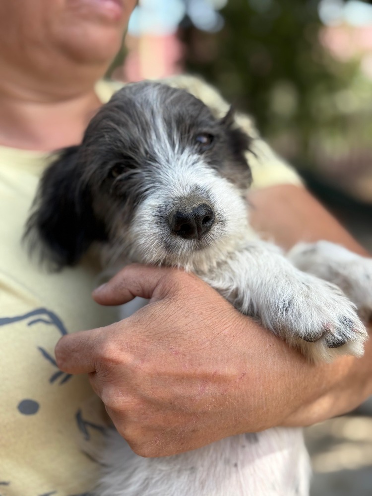 Max