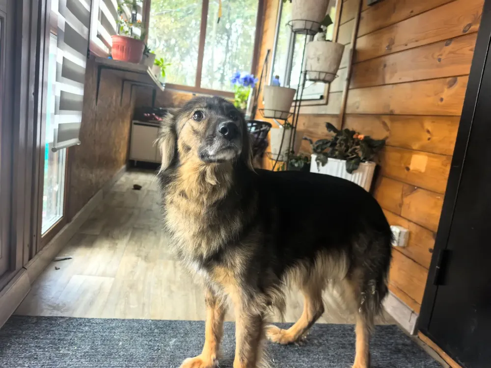 Penny