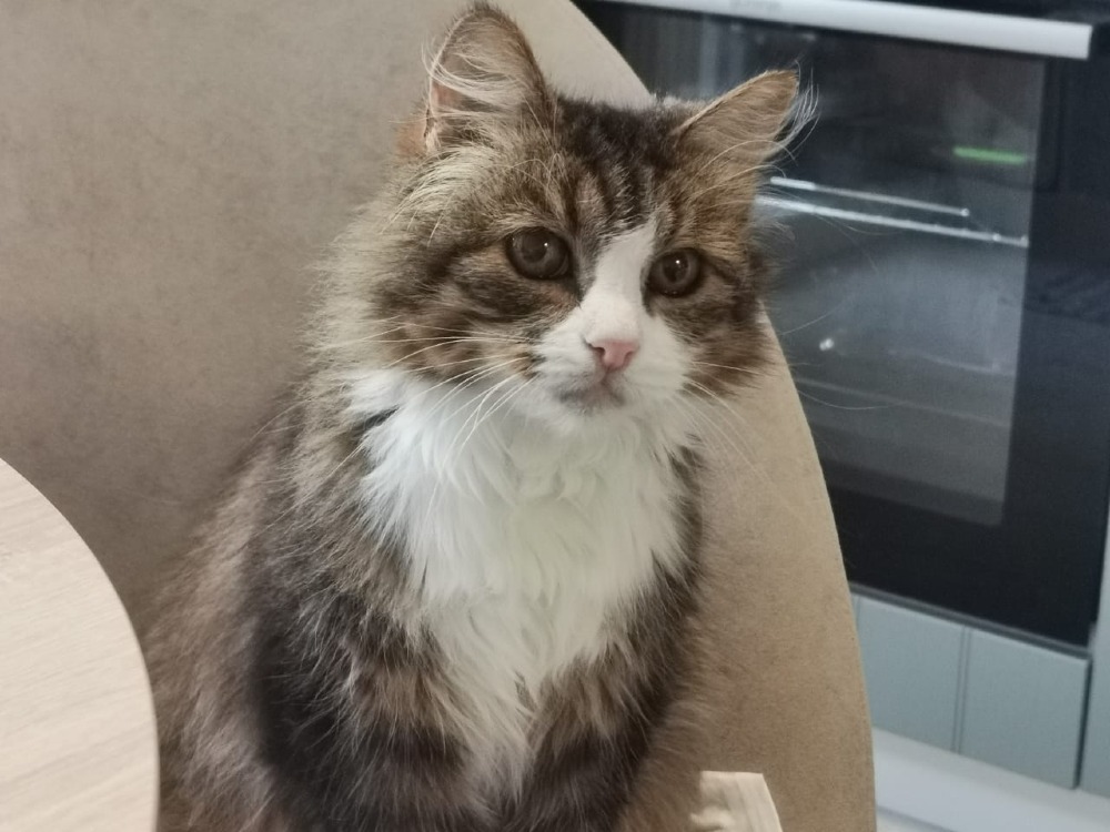 Maya