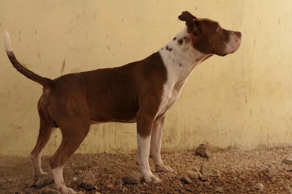 Rex
