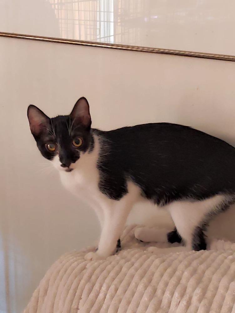 Ella