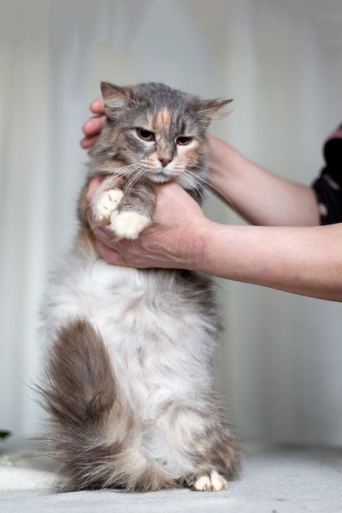 Sophie