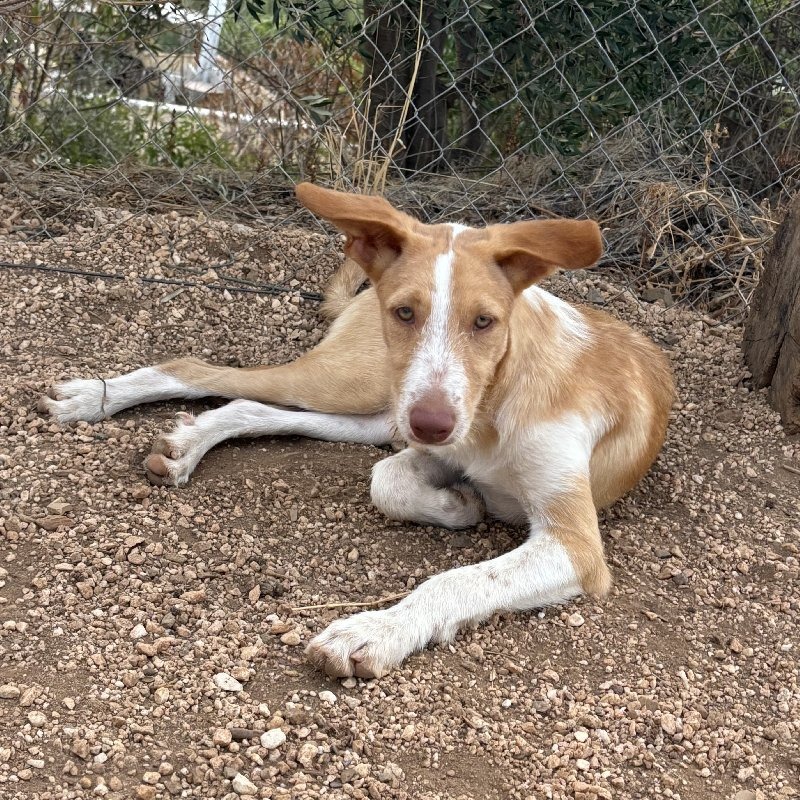 Rufus