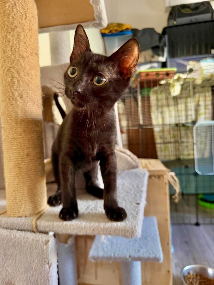 ONYX