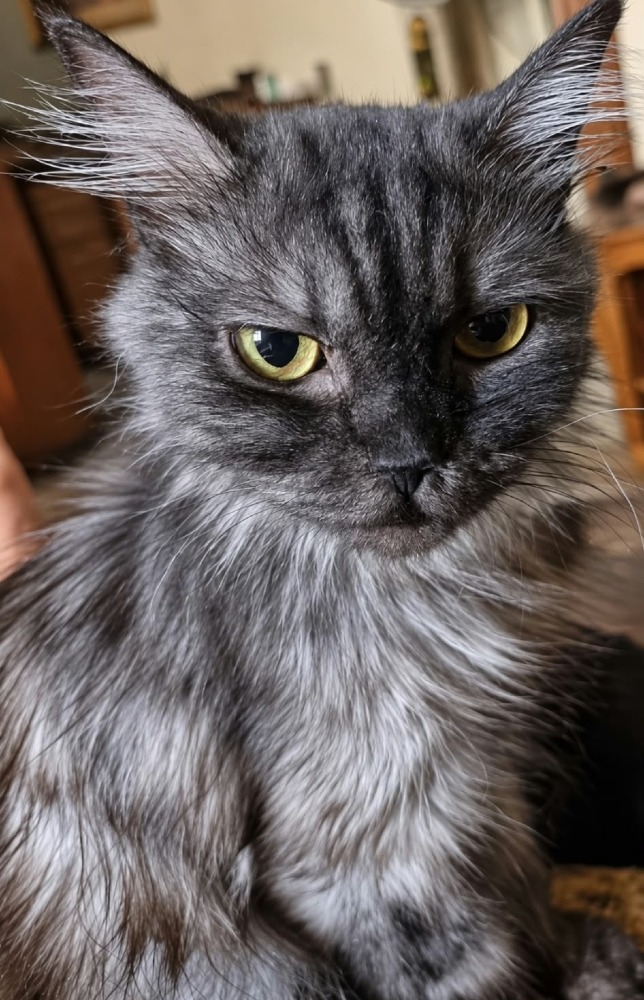 Mocha