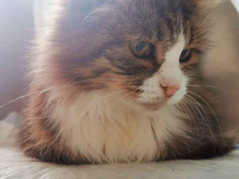Maya