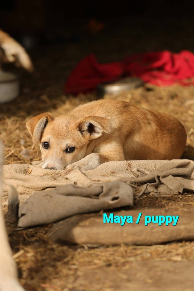 Maya