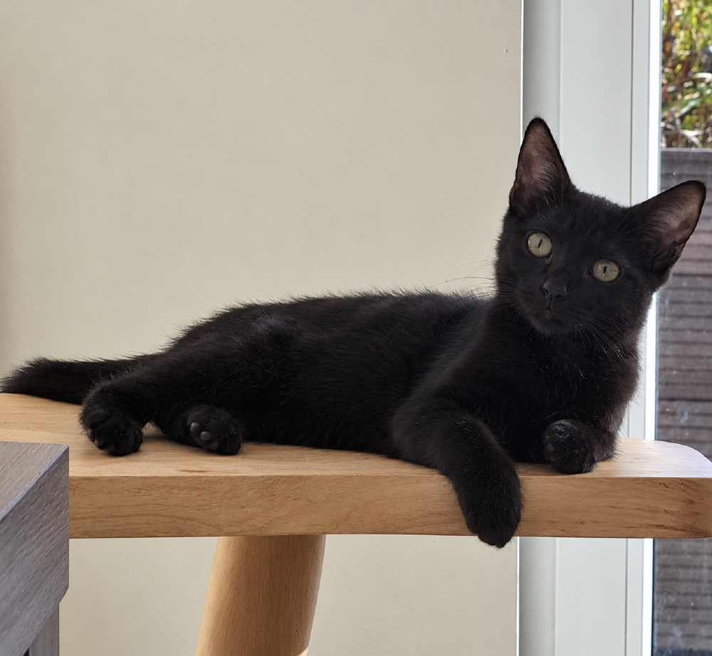Zena