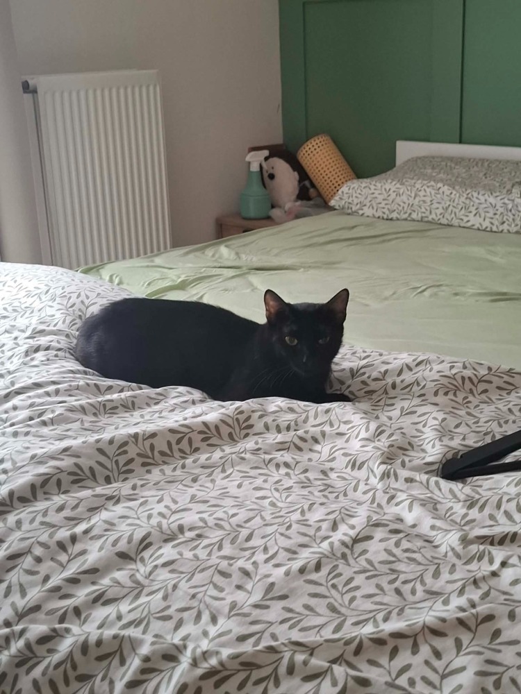 Ziva