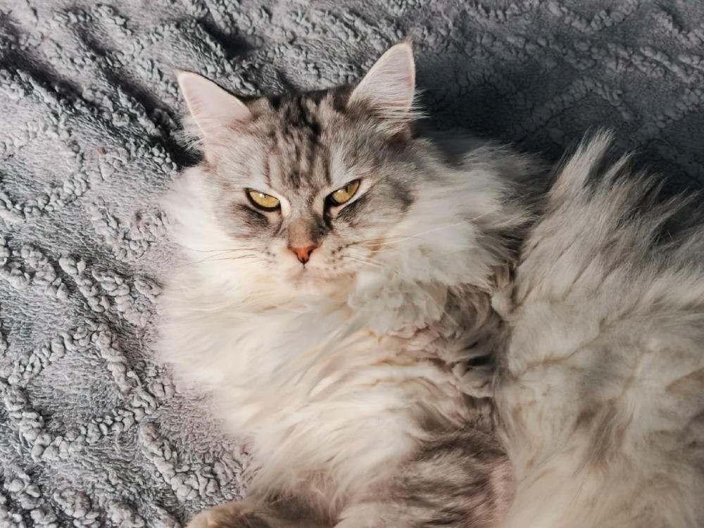 Silviy
