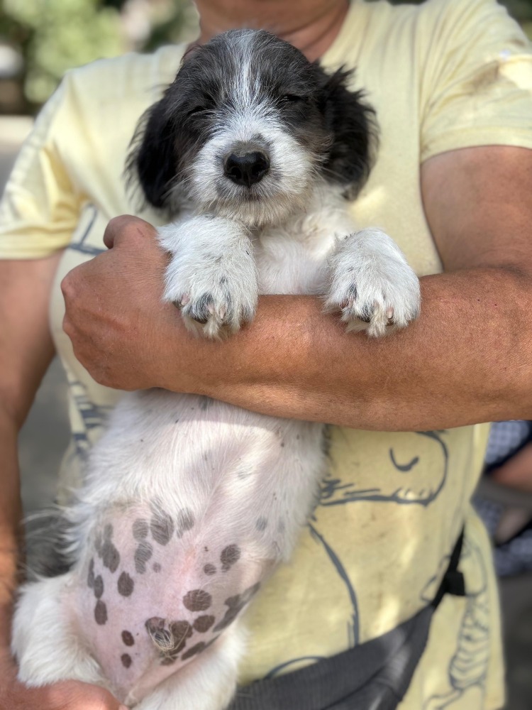 Max