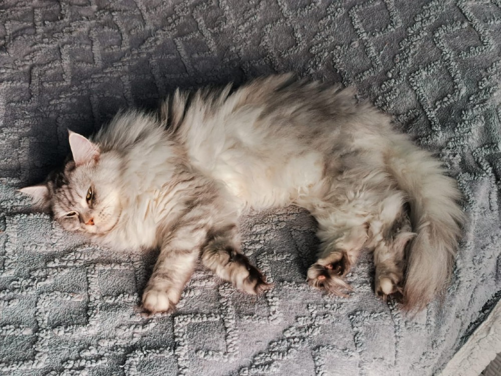 Silviy