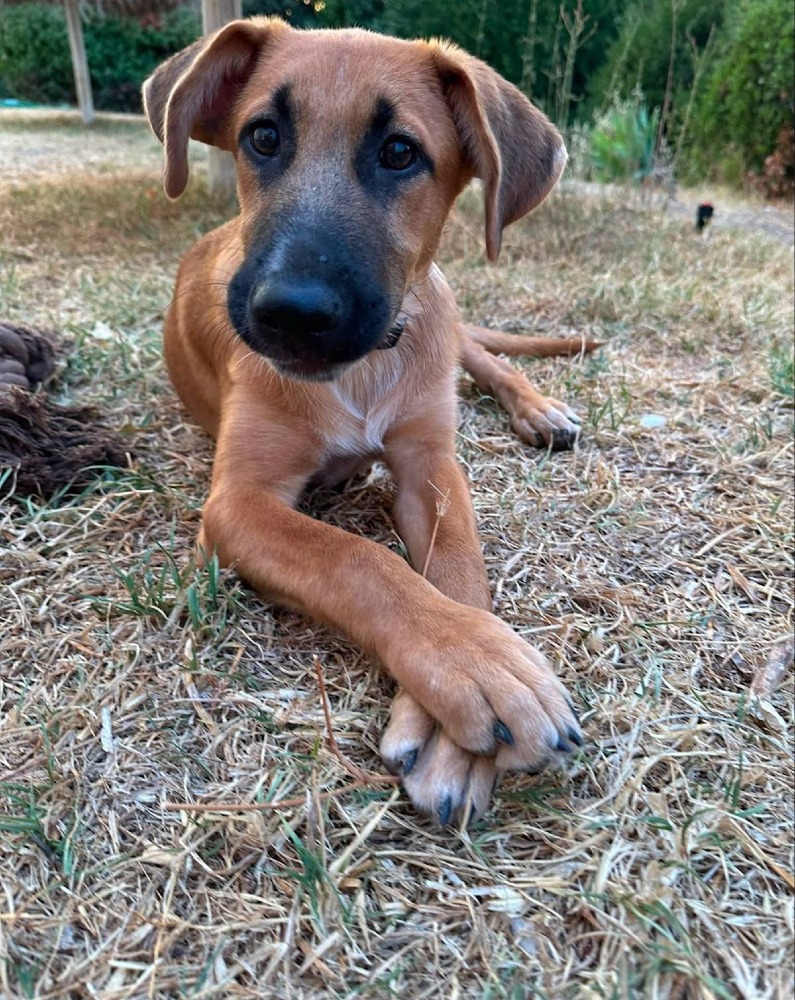 Dexter