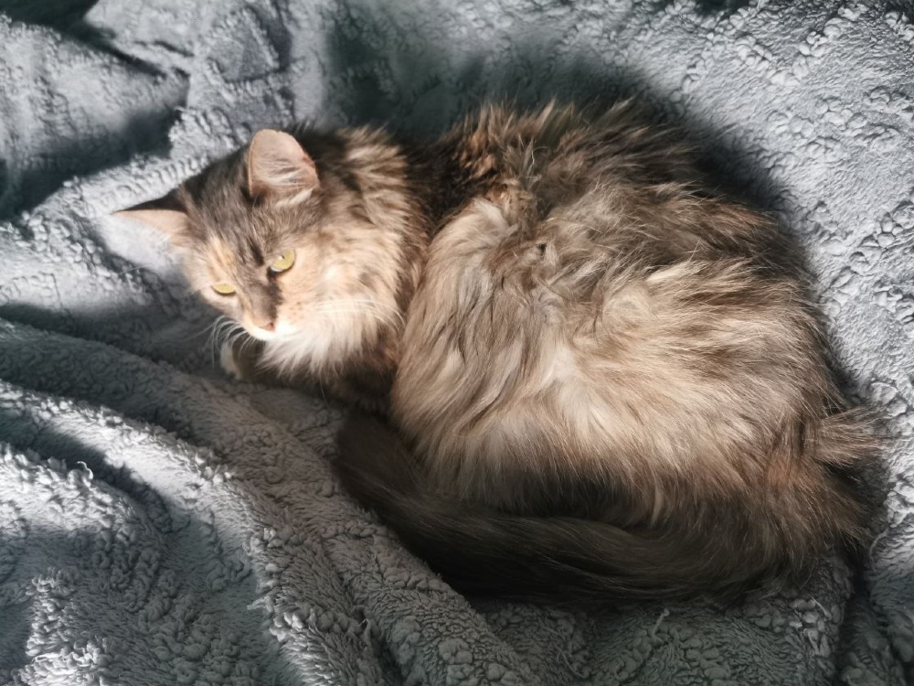 Sophie