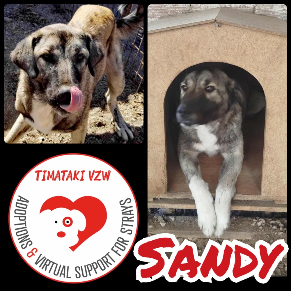 Sandy