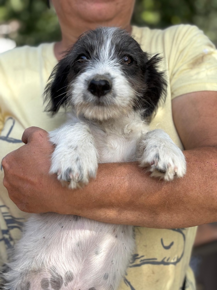 Max