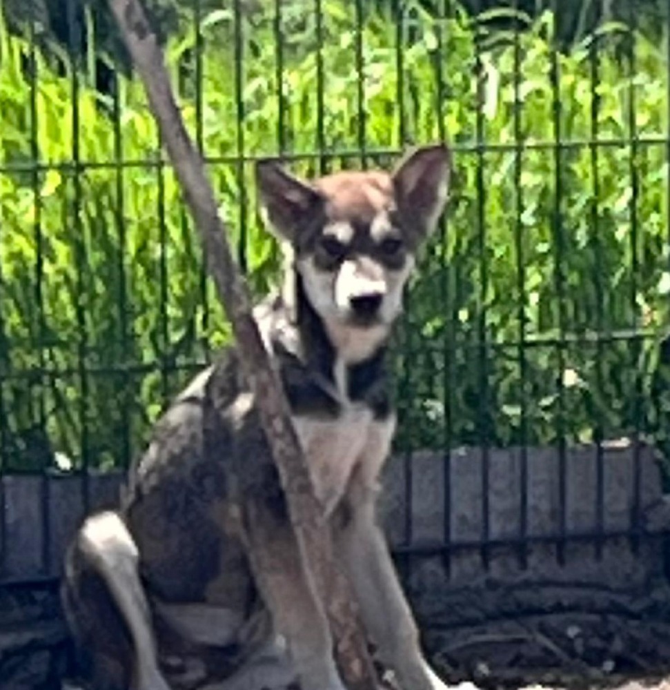 Amos