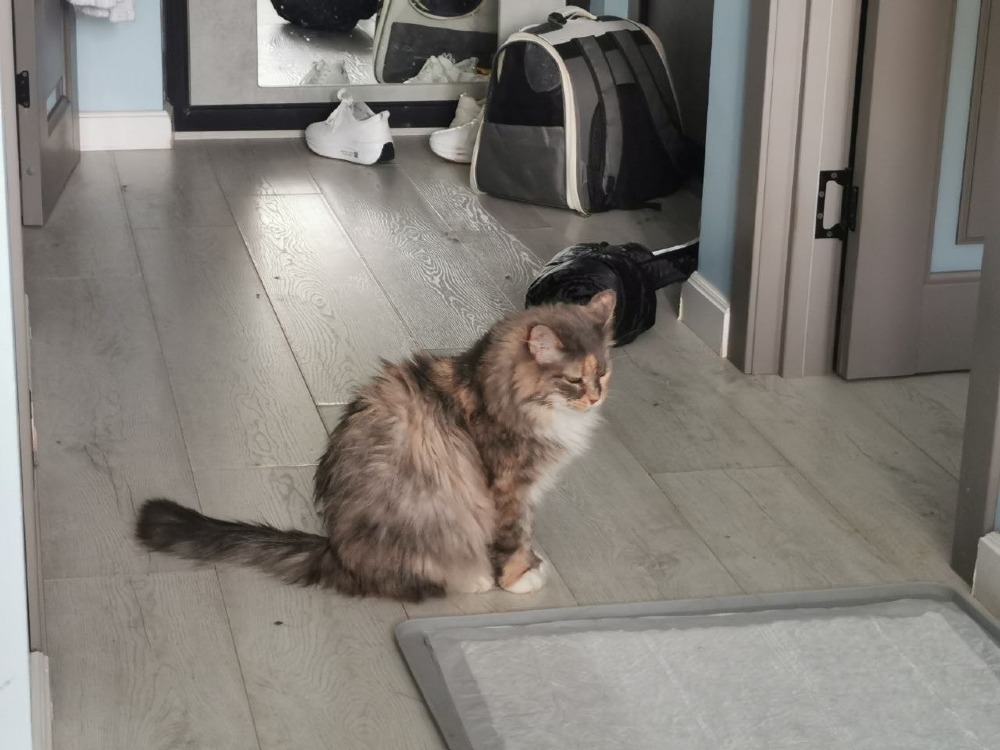 Sophie