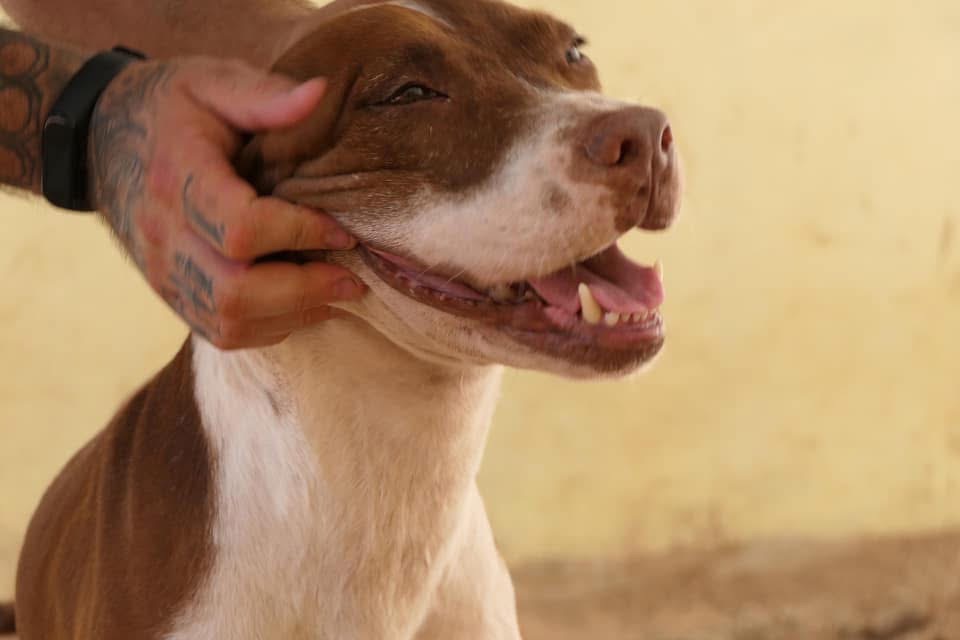 Rex