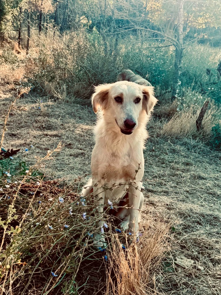 Moka