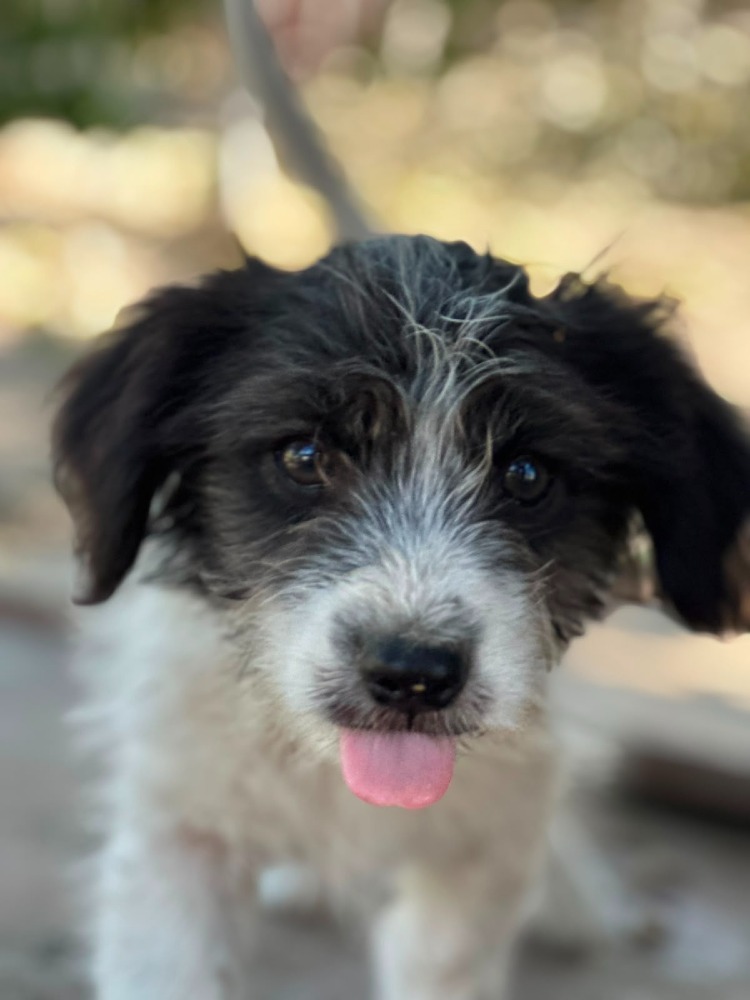 Max