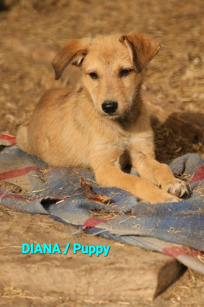 Diana