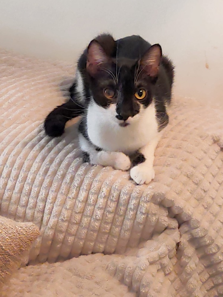 Ella
