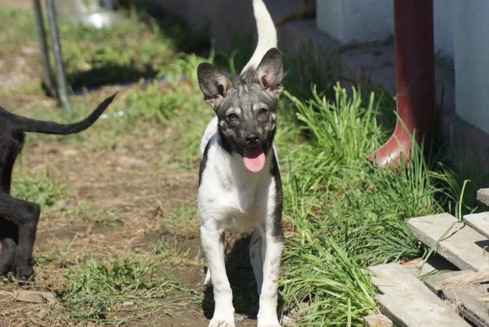 Heidi