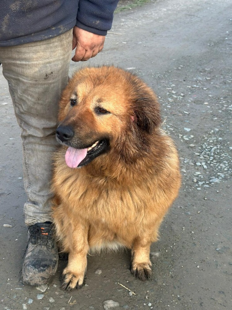 Kiva
