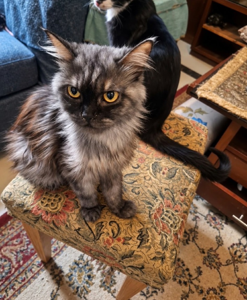 Mocha