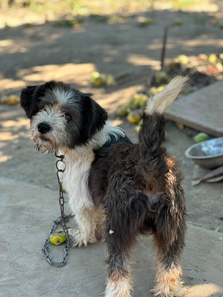 Paco