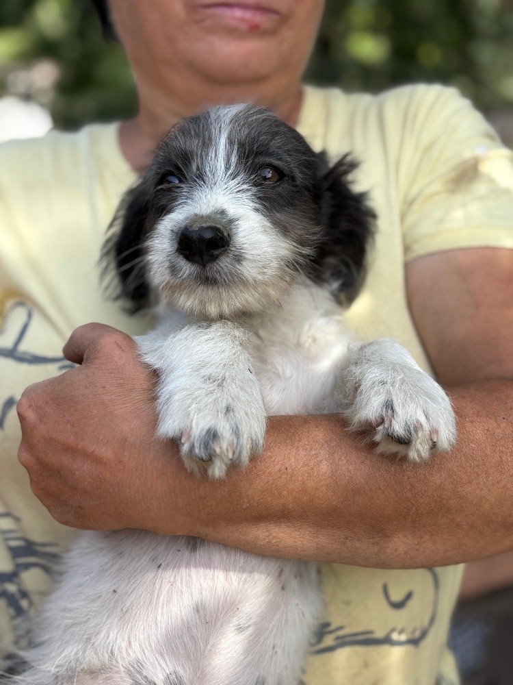 Max