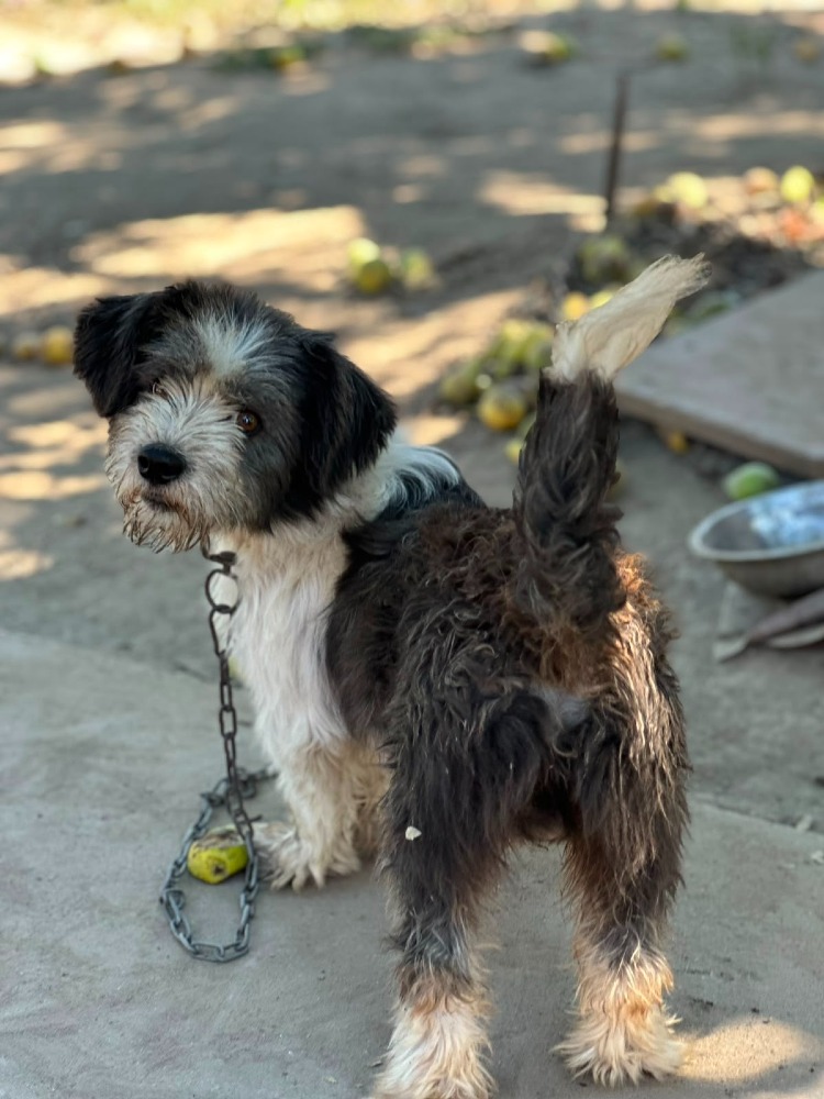 Paco
