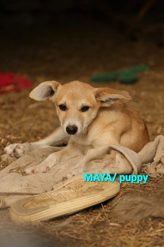 Maya