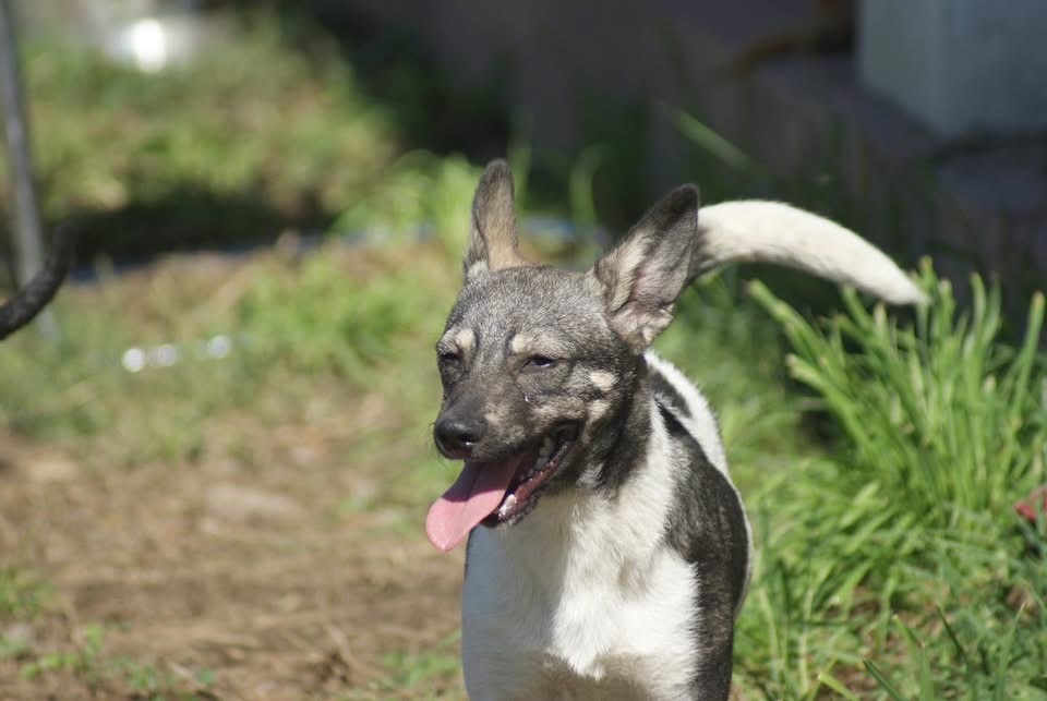 Heidi