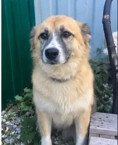 Greta