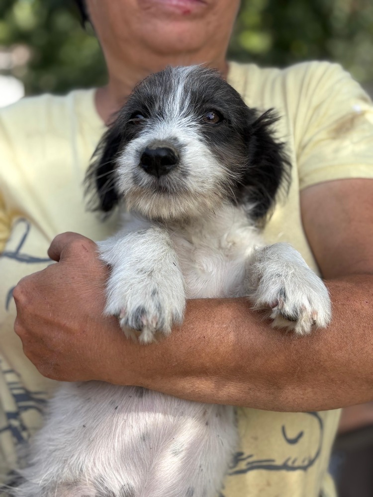 Max