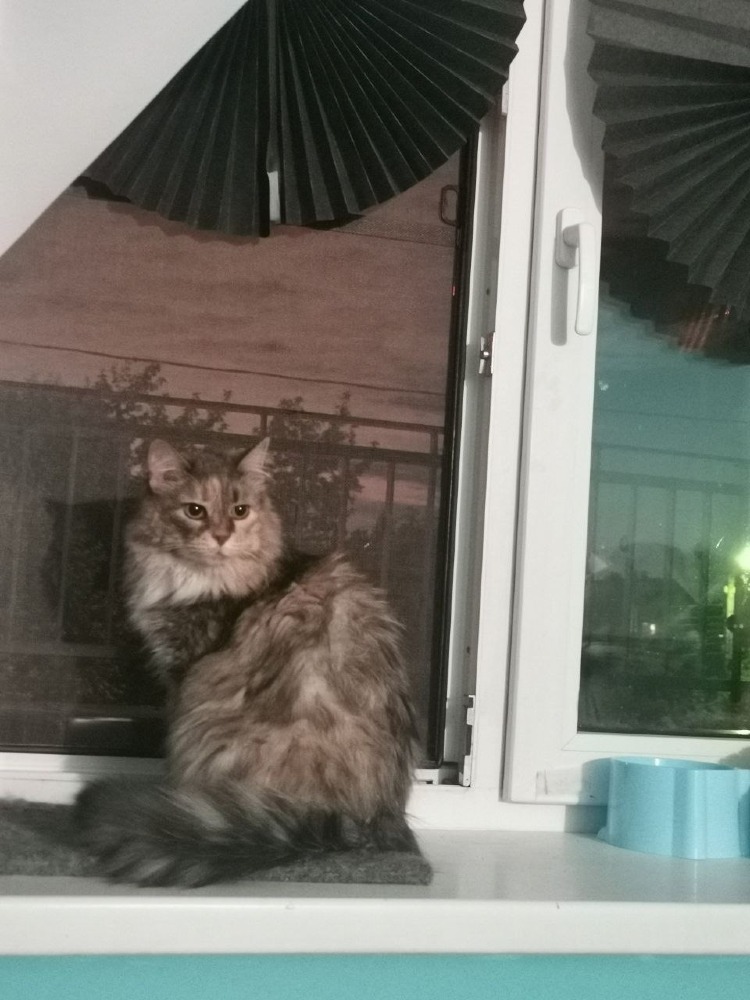 Sophie