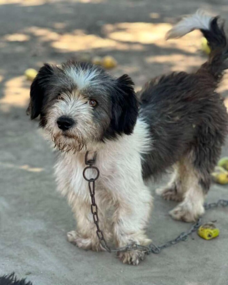 Paco