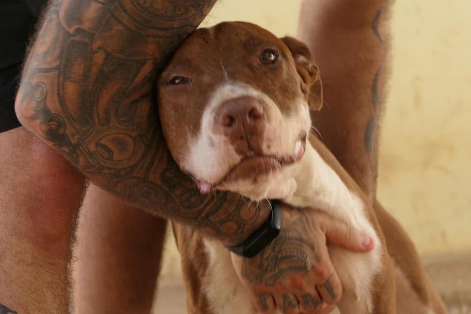 Rex