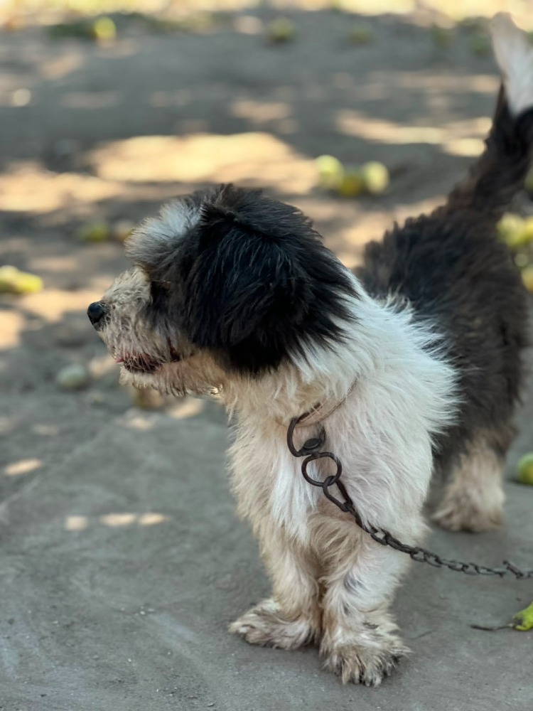 Paco